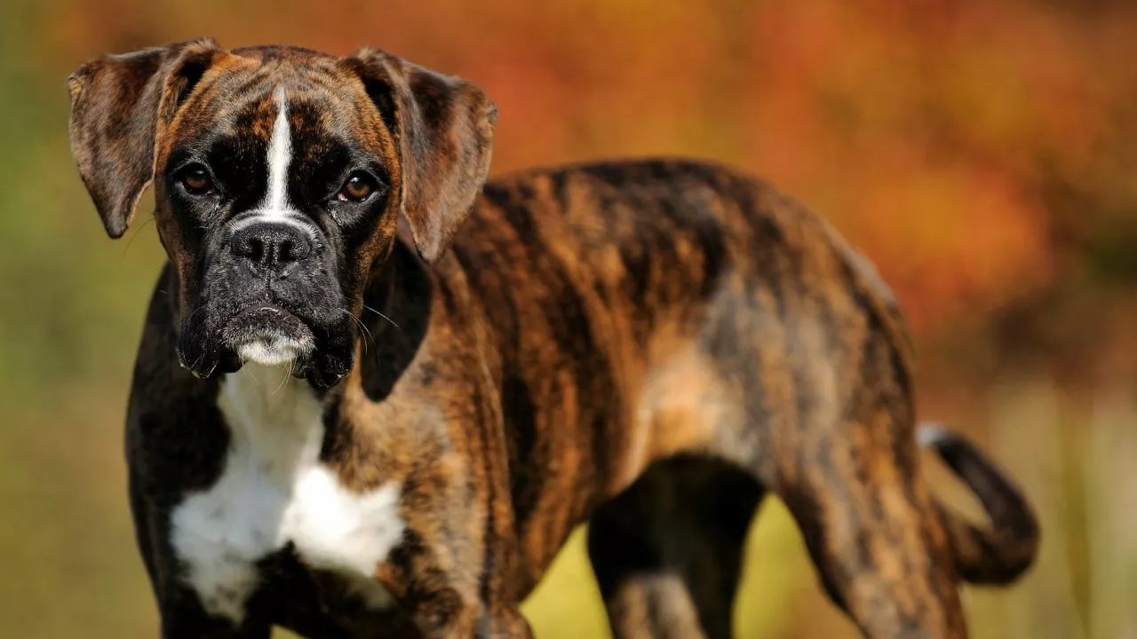 Why is a Boxer called 'sealed brindle'?